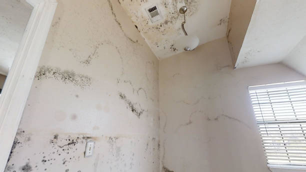 Best Dehumidification Services  in Cumberland, IN