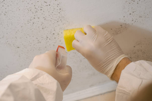 Best Air Quality Testing for Mold Spores  in Cumberland, IN