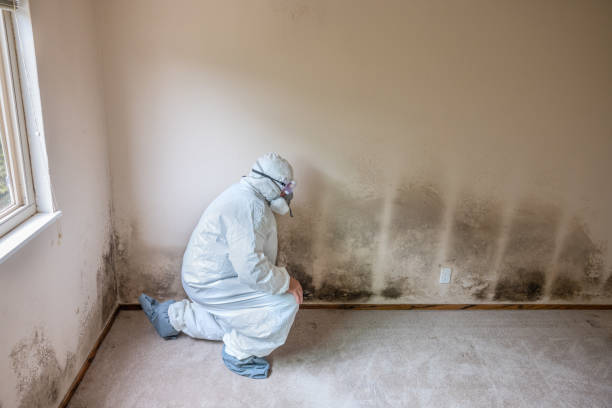 Best Mold Odor Removal Services  in Cumberland, IN